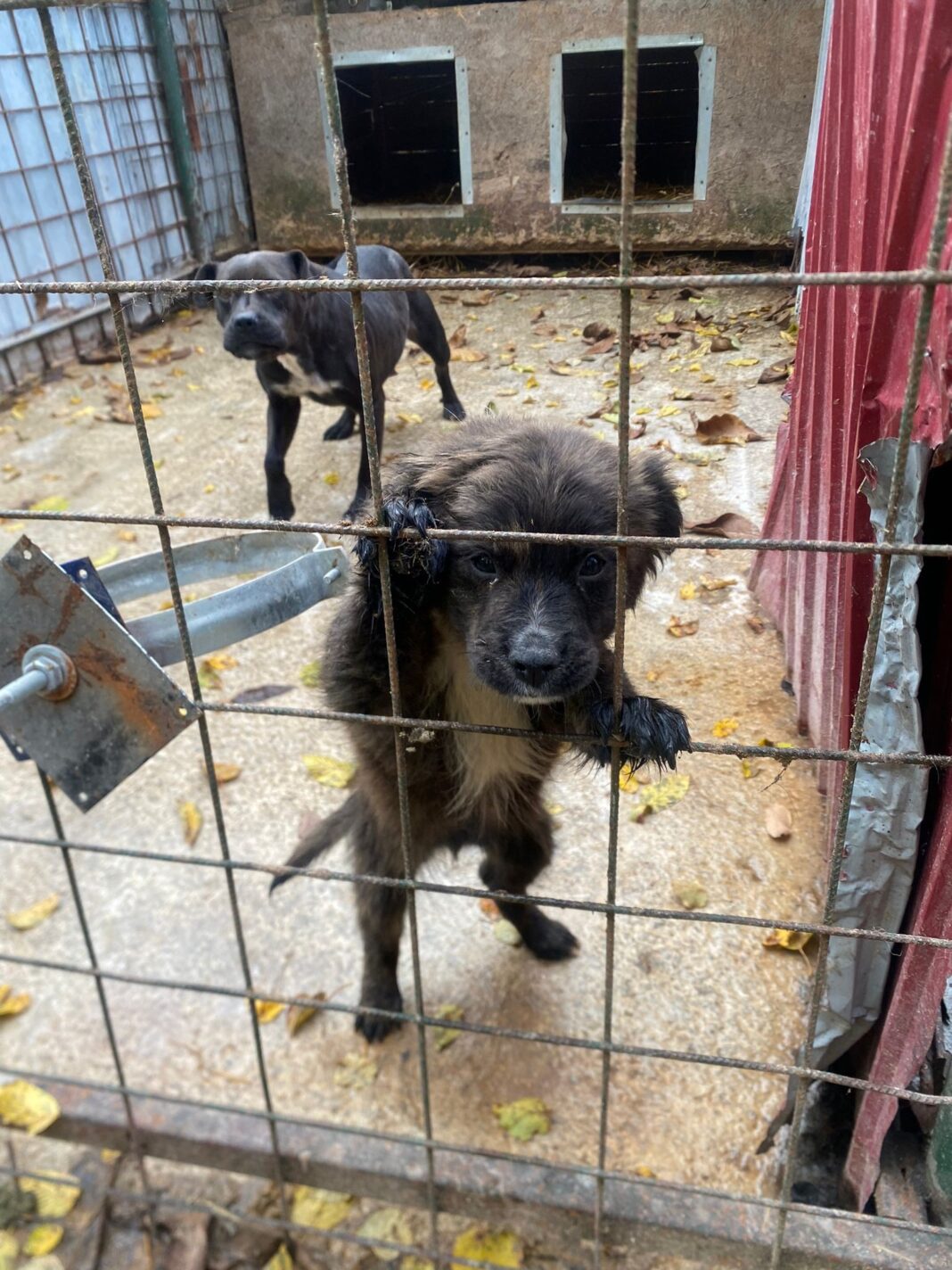 NEWS.ro: Percheziţii în patru judeţe, inclusiv la sediile unor instituţii publice, în cadrul unei anchete privind eutanasierea ilegală a câinilor fără stăpân