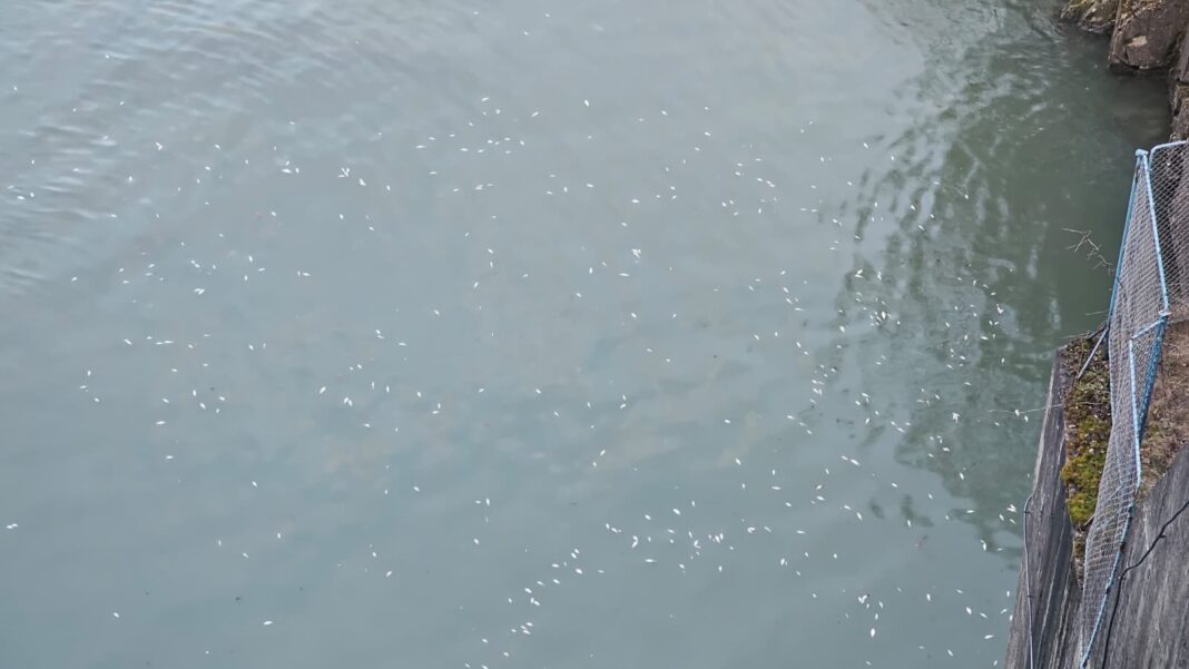 NEWS.ro: Verificări ale autorităţilor după ce, în aval de Barajul Reconstrucţia din municipiul Piatra-Neamţ, au fost găsiţi peşti morţi/ Au fost luate probe de apă şi din peştii găsiţi, urmând a fi analizate