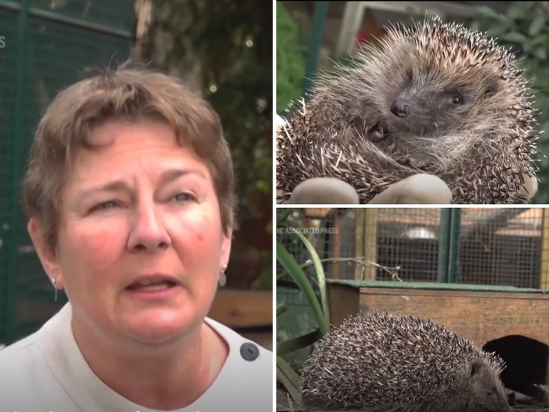 O femeie a salvat peste 1.000 de arici în opt ani, după ce și-a transformat casa într-un centru de salvare a aricilor