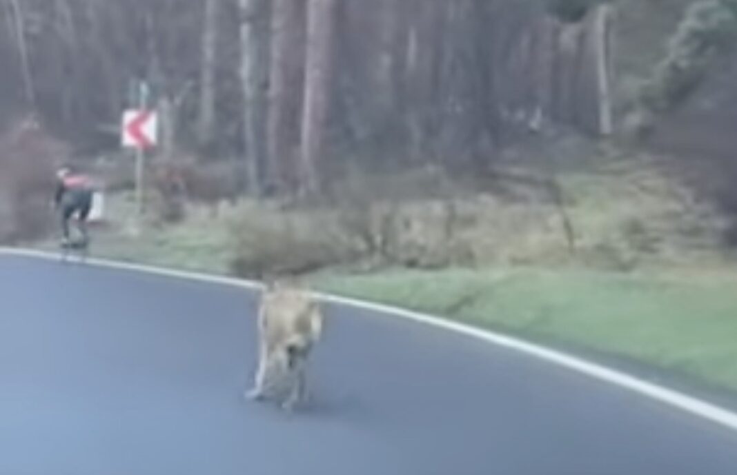 O femeie din Hamburg a fost mușcată de față de un lup, în apropierea unui centru comercial