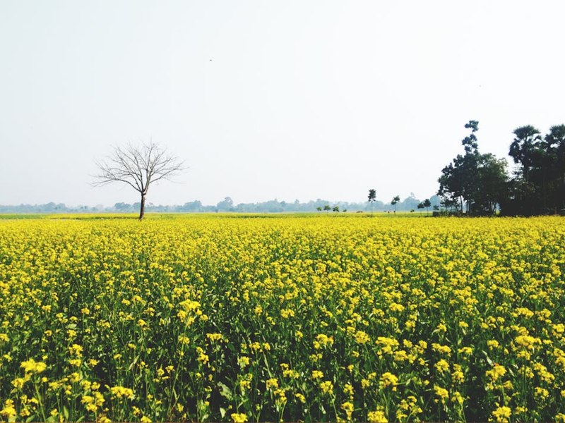 Prognoza meteo pentru următoarele patru săptămâni. Primăvara, mai călduroasă decât în mod normal