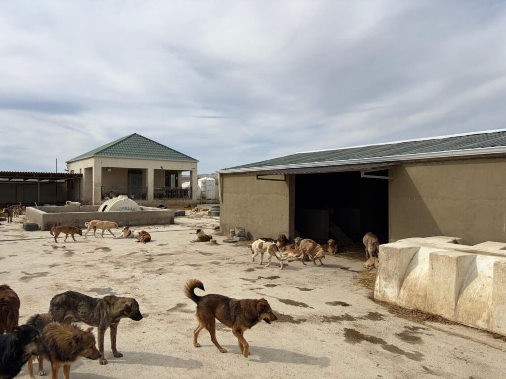 Refugiul care salvează câinii din Orientul Mijlociu de la suferință, construit cu ajutorul PETA (FOTO)