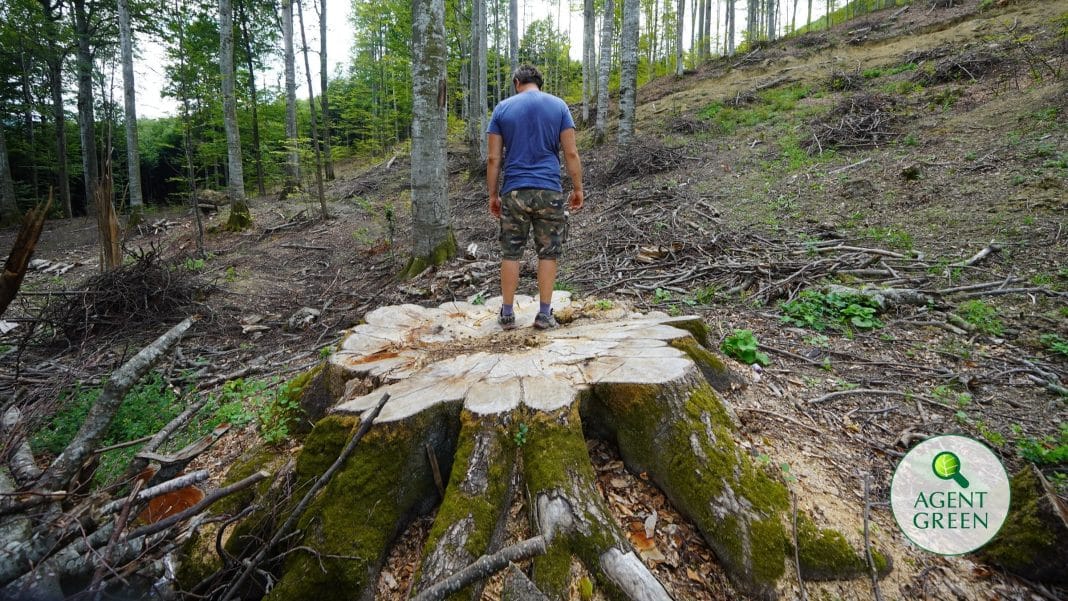 România conduce UE la refacerea pădurilor după recoltare