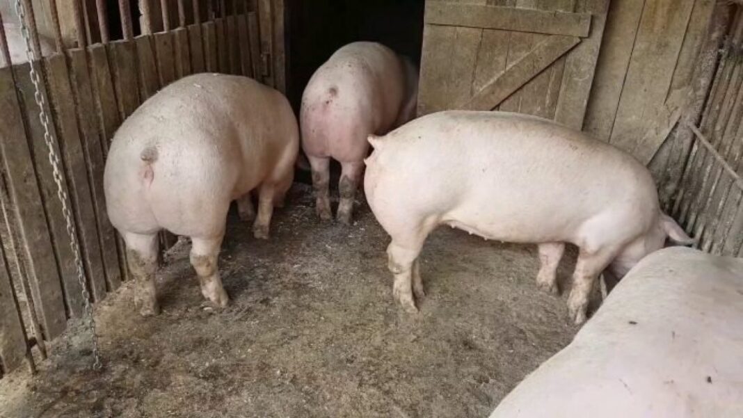 România, printre puținele țări europene cu producție de carne de porc stabilă sau în creștere