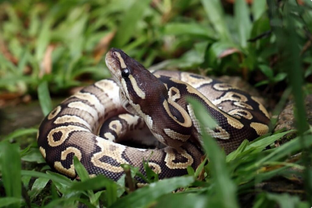 Sângele de piton ar putea revoluționa tratamentele de slăbit, potrivit unei recente descoperiri a oamenilor de știință