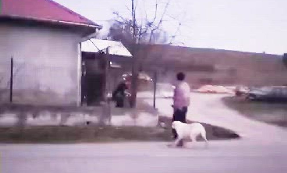 Scene șocante în Bihor: o femeie a bătut un câine până l-a omorât