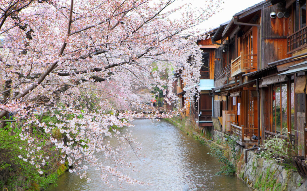 Sezonul înfloririi cireşilor din Japonia a ajuns azi la apogeu