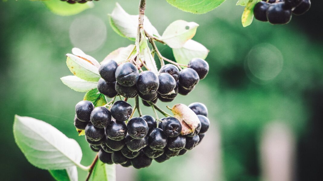 Sucul de Aronia poate proteja microbiomul și metabolismul în fața dietelor bogate în grăsimi, arată un studiu experimental