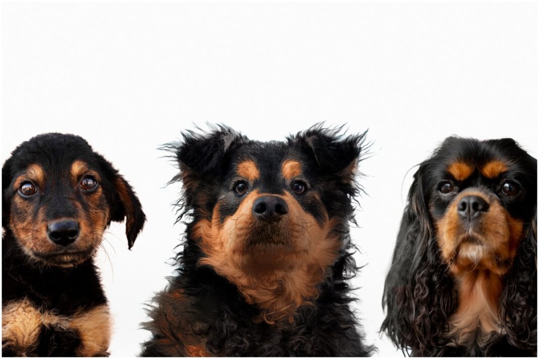 Top cele mai sănătoase rase de câini: La ce să fii atent dacă vrei un animal fără probleme