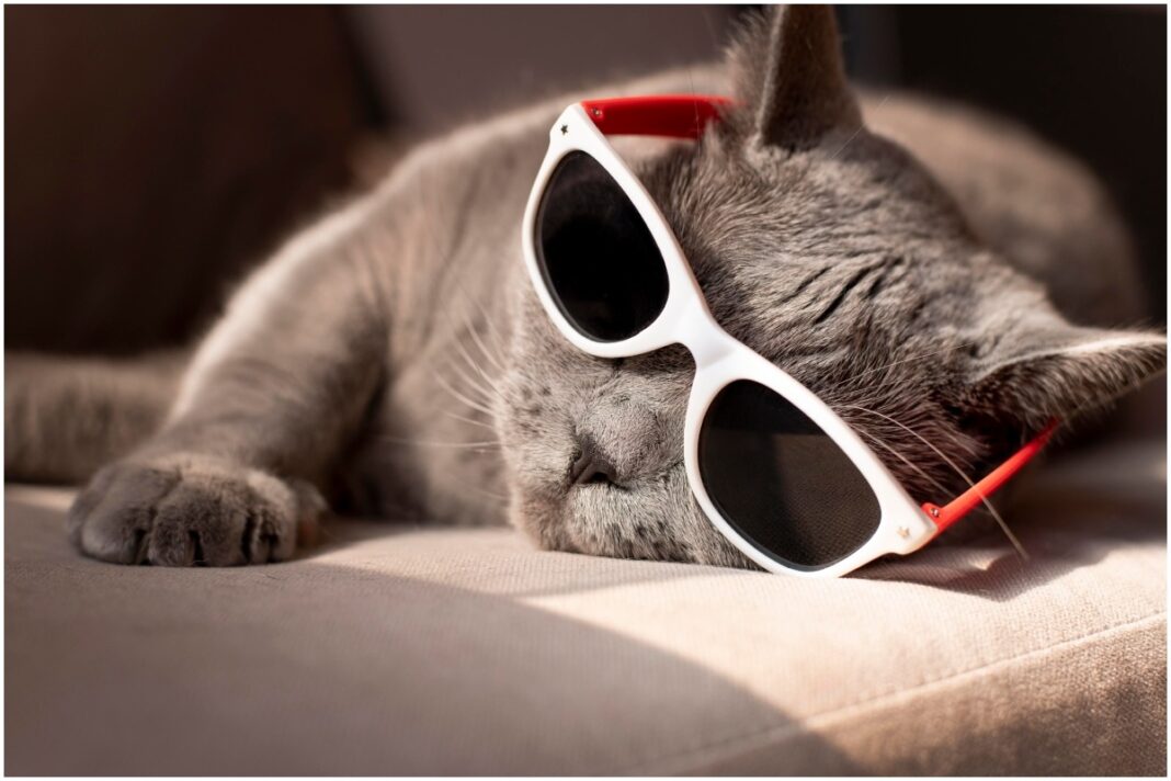 Top rase de pisici pe care nu le sperie schimbările: Ele sunt cele mai adaptabile feline