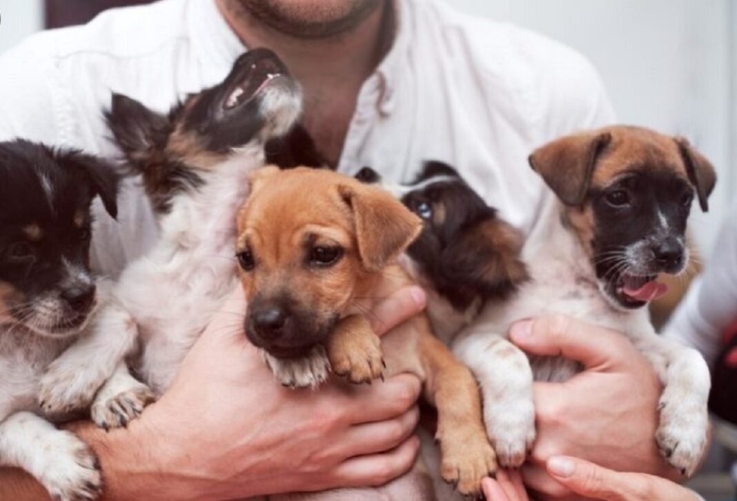 Tot mai mulți stăpâni de animale apelează la AI pentru a-și găsi companionii pierduți. Rezultatele sunt impresionante: „Am strâns-o în brațe. De atunci, bucuria s-a întors în viața mea”