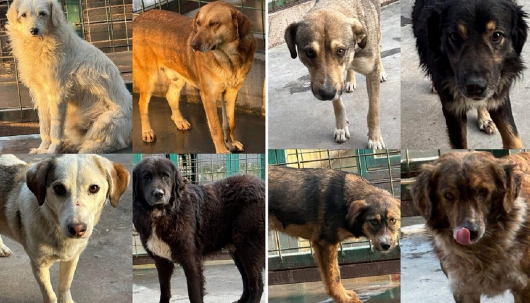 Toți câinii pentru care s-a emis ordin de plasare au fost scoși din adăpostul Uzunu. Hilde Tudora: „Suntem epuizați. Unii fizic, alții psihic. România nu mai poate trece prin așa ceva” (FOTO)