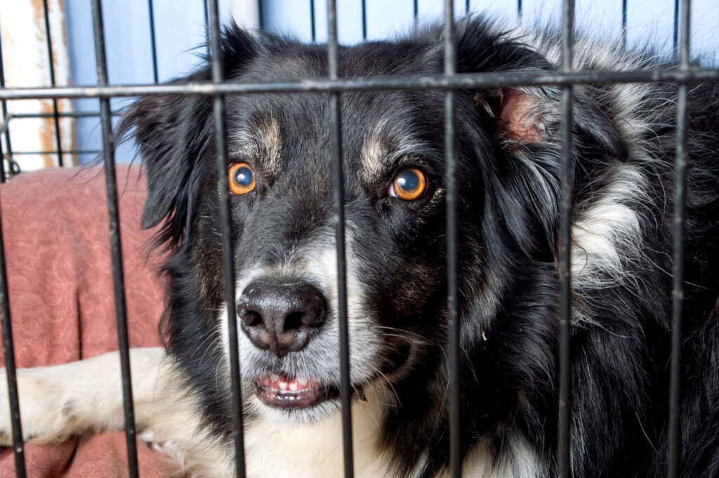 Trei inițiative majore pentru bunăstarea animalelor, blocate temporar în Comisia pentru Agricultură din Senat. Hilde Tudora: ‘’Important este să continuăm să luptăm’’