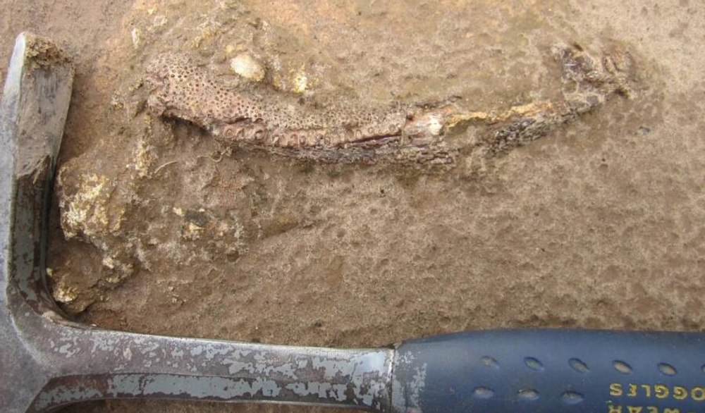 Un dinozaur uriaș, necunoscut până acum, descoperit în Brazilia. Fosilele arată legături cu Europa