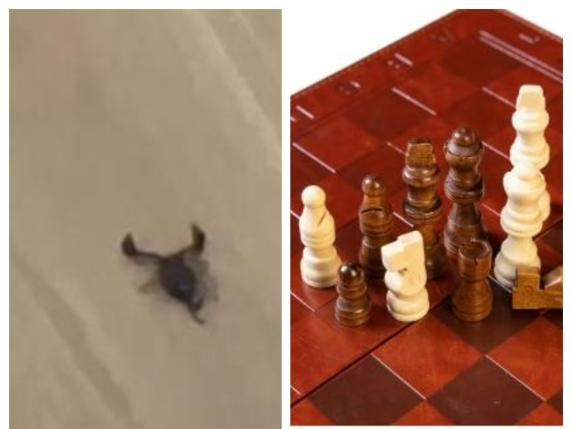 Un italian a comandat un set de șah de la Temu și a descoperit un scorpion viu / „Sunt șocat: ar fi putut să mă înțepe”