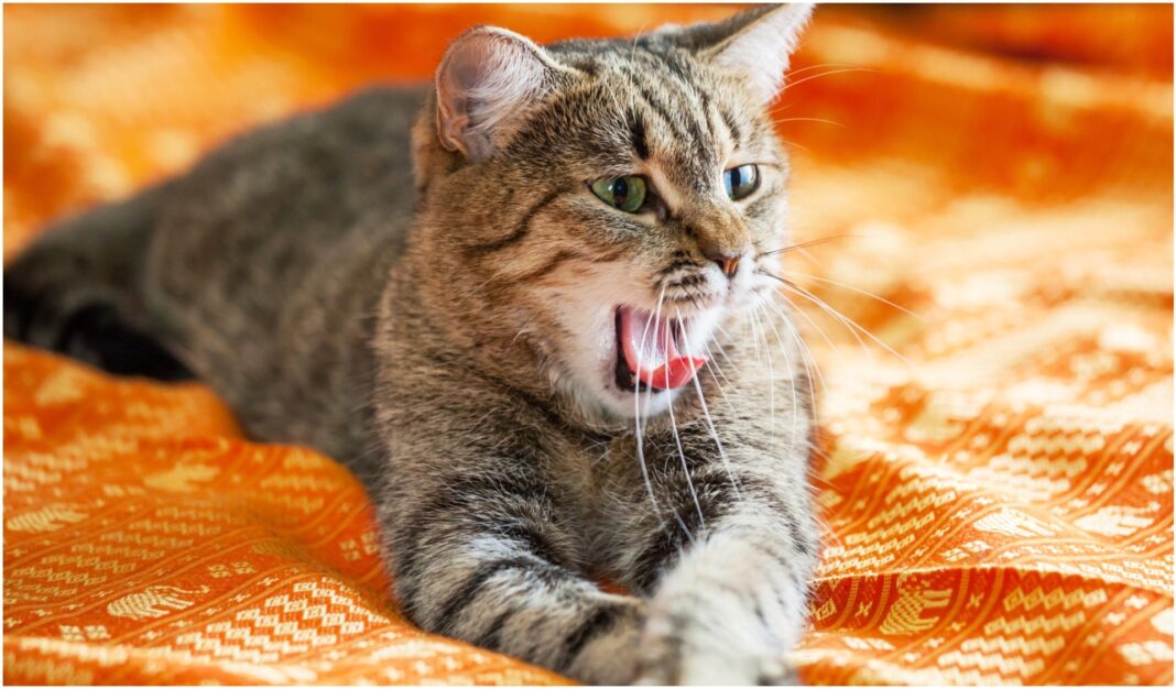 Un medic veterinar avertizează: Schimbarea mirosului respirației animalului tău poate semnala probleme grave de sănătate (VIDEO)