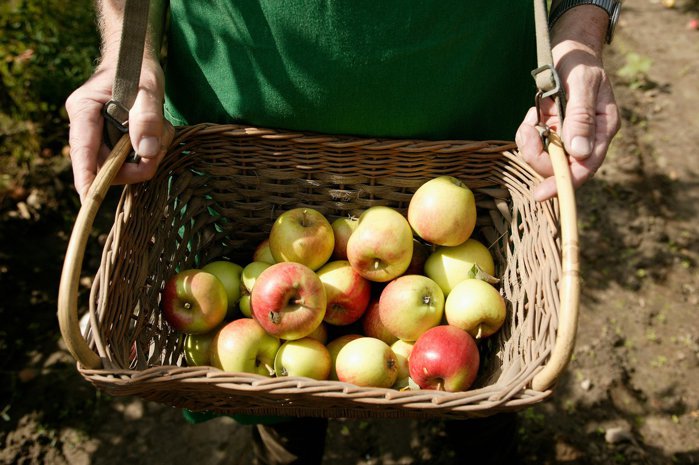 Un sector care nu stă deloc bine. Importul de fructe trece de 1 miliard de euro pe an. „Am putea produce în România multe dintre fructele importate, dar politicile publice nu susţin producţia locală“
