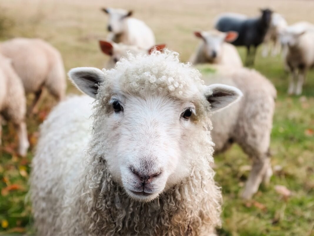 Va fi mielul de pe masa de Paște mai scump decât anul trecut? Președinte Asociația Crescătorilor de Ovine(Alba): „Așa ar fi logic, dar nu cred. Degeaba crești prețul dacă nu are cum plăti cumpărătorul”