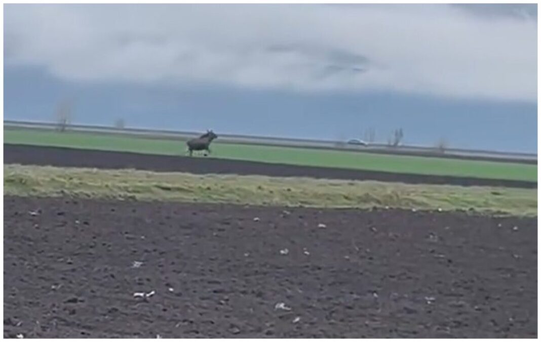 VIDEO: Imagini rare cu un elan surprins pe un câmp din Alba. Este a doua oară când a fost văzut un asemenea animal în Transilvania în ultimele luni