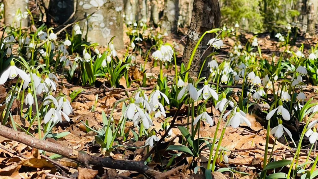 VIDEO Pauza de respirație: covor de ghiocei pe un traseu neumblat din Munții Trascăului