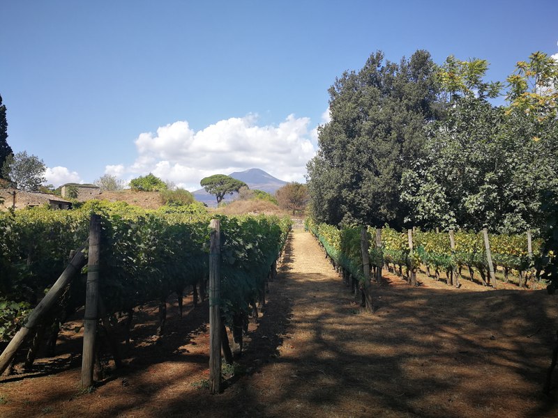 Vinul de legendă care a înnebunit împărații și poeții. Care erau calitățile lichidului și ce gust avea