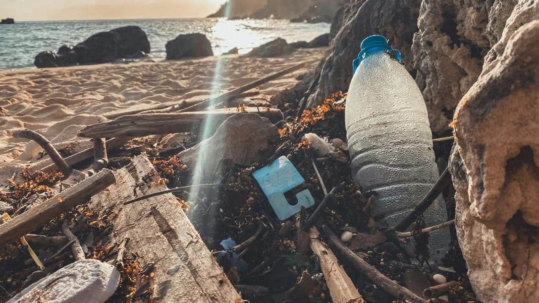 Arborele „miracol” moringa ar putea ajuta la eliminarea microplasticelor din apă, arată un nou studiu