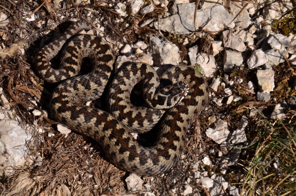 Avertisment pentru turiști: vipera cu corn a ieșit din hibernare / Nu trebuie aplicat garou și nu ne se va încerca sugerea veninului, în cazul în care sunteți mușcat