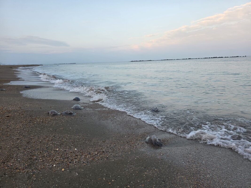 Cadavrul unei bovine, găsit pe o plajă din Constanța / Poliția a deschis o anchetă