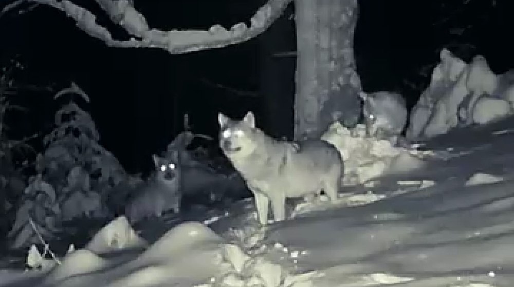 Ce face o haită de lupi când simte omul aproape. Imagini surprinse în Parcul Național Călimani