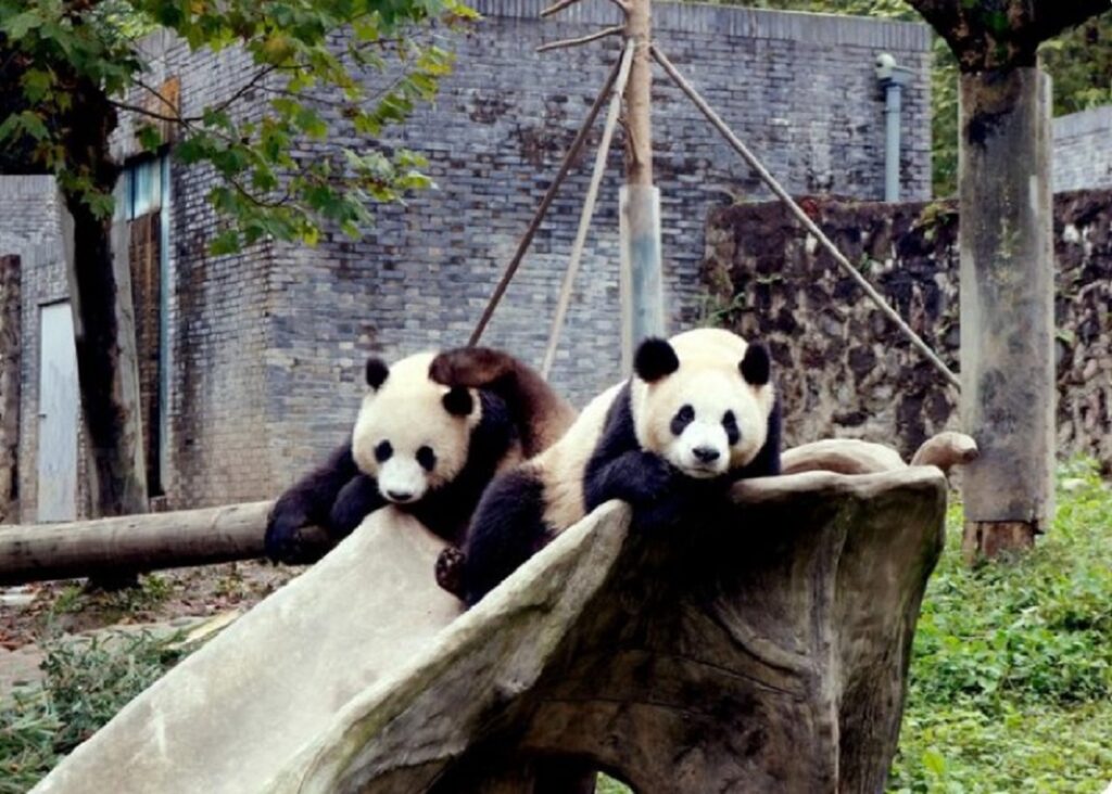 China va trimite din nou urși panda gigant la Atlanta