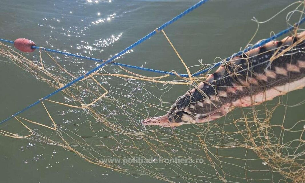 Cinci delfini, un rechin și mai mulți sturioni, prinși în plase ilegale în Marea Neagră, salvați de polițiștii de frontieră, în zona Cap Sahalin