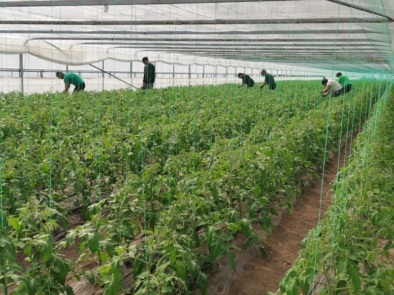 Criza din Orientul Mijlociu scumpește îngrășămintele. Fermierii români avertizează că producția ar putea scădea