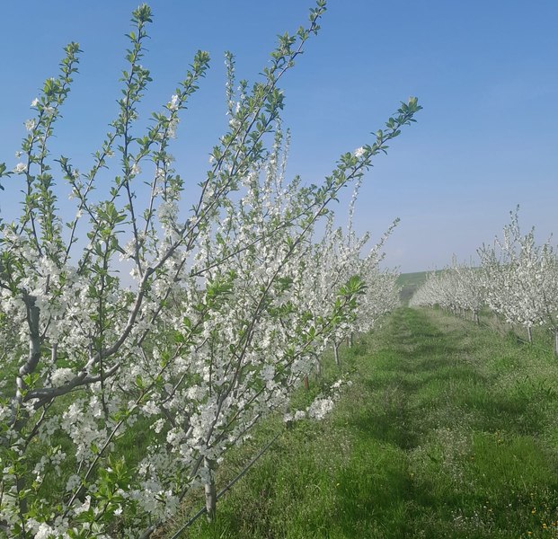 Criză în livezile românești: motorina de 10 lei și prețul dublat al îngrășămintelor transformă fructele și cerealele în produse de lux