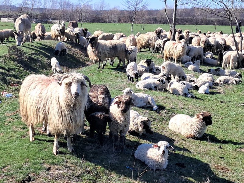 Cum trebuie să arate mielul ideal pentru Paște. La ce trebuie să fim atenți atunci când cumpărăm acest tip de carne