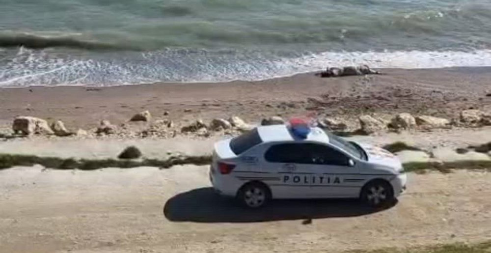 Descoperire neobișnuită pe litoral. O vacă moartă, observată pe o plajă în Constanța