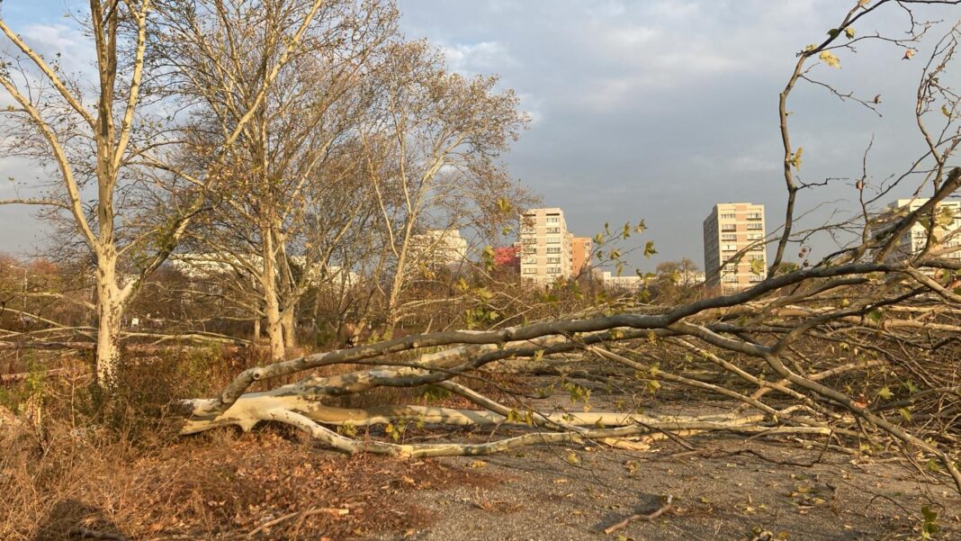 Diana Buzoianu vrea dosare penale pentru distrugerea spațiilor verzi de peste un hectar / Propunere pusă în dezbatere publică