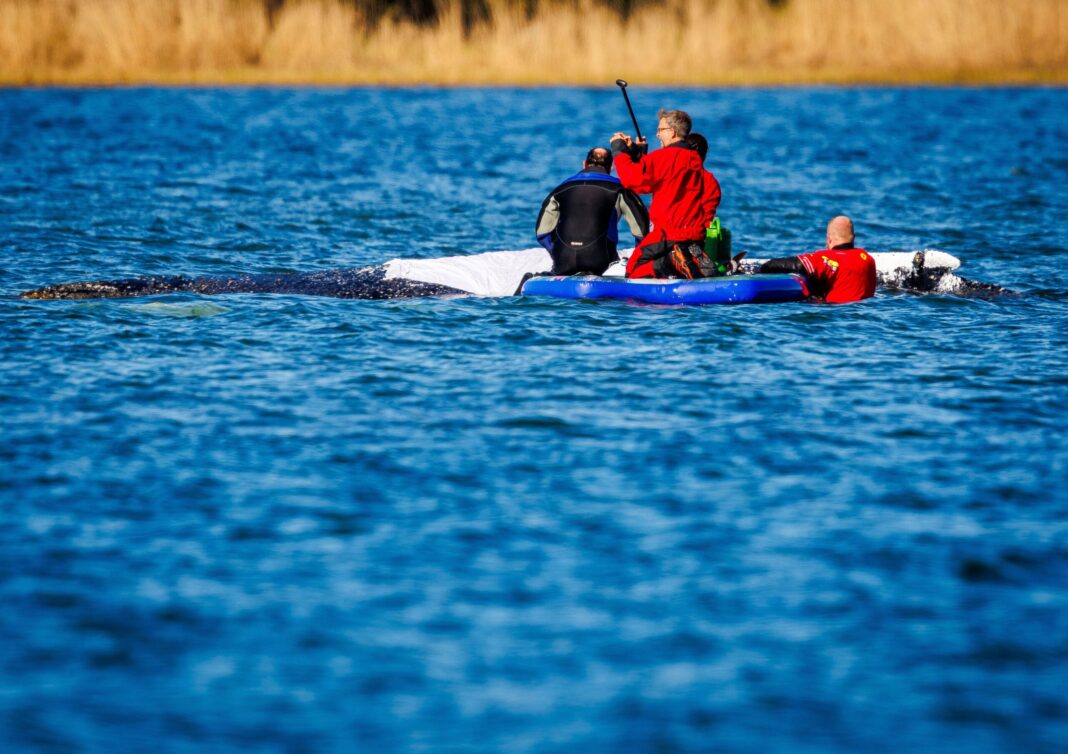 FOTO | Operațiune spectaculoasă de salvare a balenei Timmy. Mamiferul de 12 tone, tractat peste 400 km din Marea Baltică în Marea Nordului