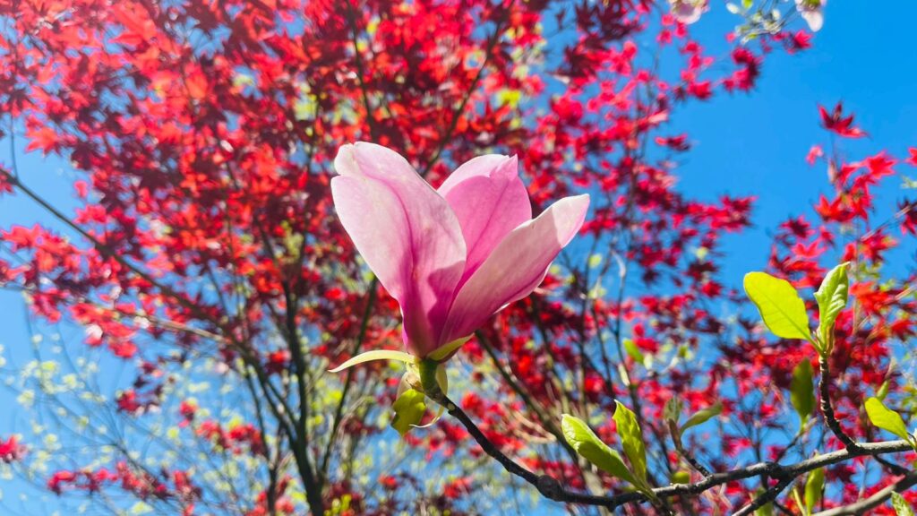 Galerie FOTO | Pauza de respirație: Imaginile primăverii în Parcul Dendrologic din Alba Iulia