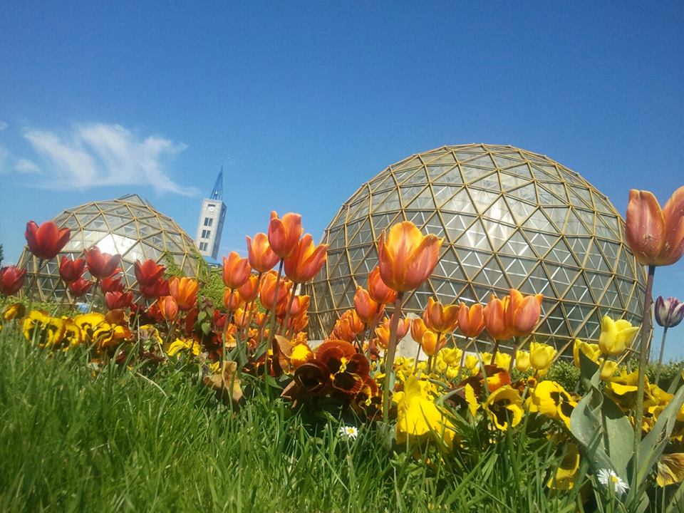 Grădina Botanică din Jibou, destinaţie de 1 Mai: zeci de mii de lalele şi cireşi japonezi înfloriţi