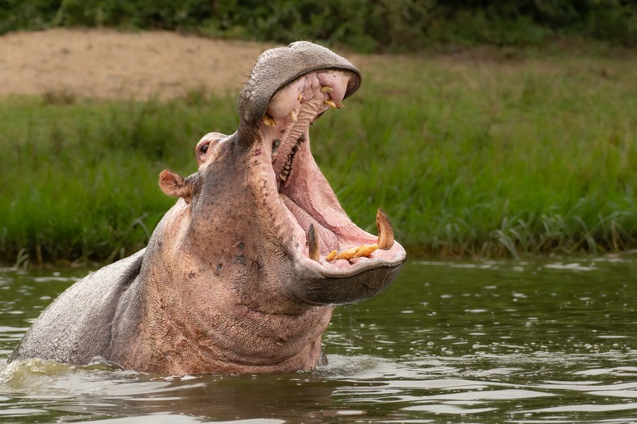 Hipopotamii lui Escobar, fostul baron al drogurilor, vor fi omorâți: animalele s-au înmulțit necontrolat și amenință comunitățile rurale