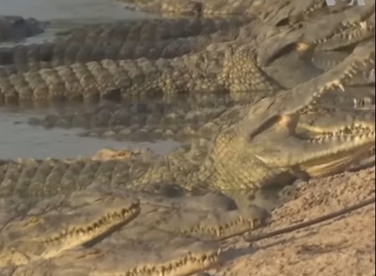 India intenţionează să folosească şerpi şi crocodili pentru a stopa imigraţia ilegală din Bangladesh