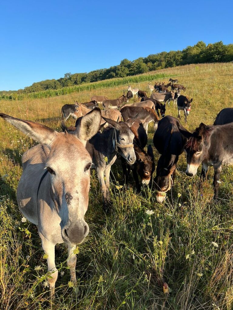 Inflație galopantă în Argentina / Oamenii au început să consume carne de măgar / Președintele Javier Milei a vorbit despre reforme „pentru următorii 50 de ani”.