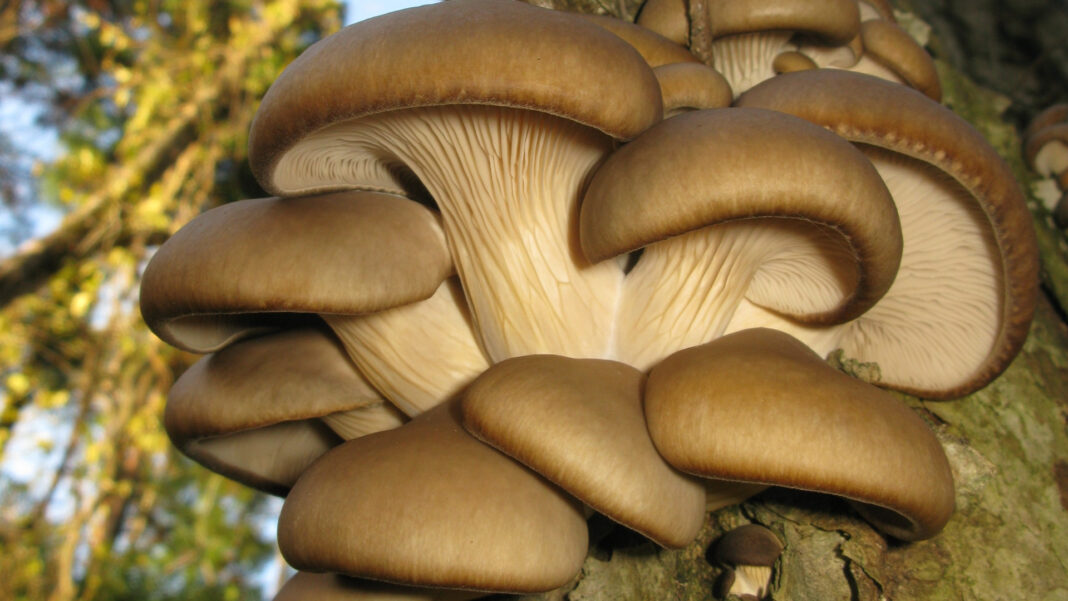 Inteligența Artificială în agricultură/ Proiectul Mushnomics transformă zațul de cafea în ciuperci în containere complet automatizate