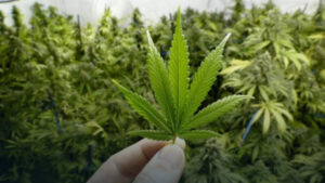 Marijuana medicală, reclasificată în SUA: schimbare majoră în politica federală și impact economic pentru industrie