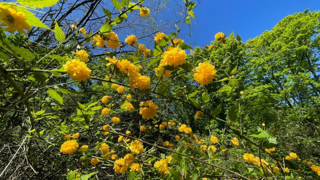 Mii de arbori, arbuşti şi plante ornamentale vor fi plantaţi în Parcul Central din Târgu Jiu / Proiect cu fonduri nerambursabile de peste 20 de milioane de euro