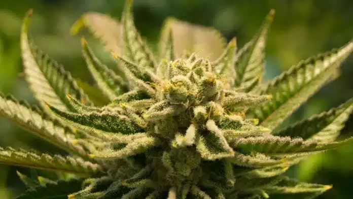 Miniștrii germani critică reforma privind canabisul