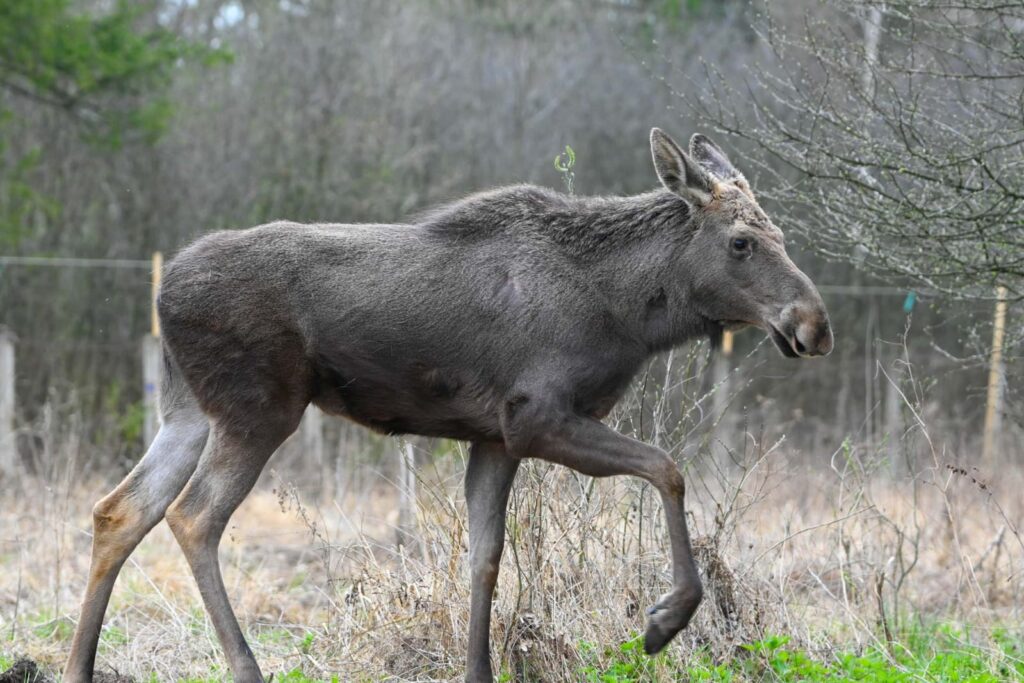 Moment istoric pentru biodiversitatea României: Elanul revine în păduri