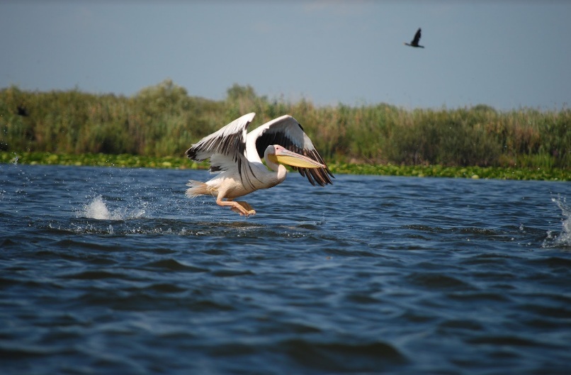 NEWS.ro: Bogdan-Ioachim Bulete a fost revocat din funcţia de guvernator al Administraţiei Rezervaţiei Biosferei ”Delta Dunării” / Florin Stăneaţă, director al APIA Tulcea, preia postul