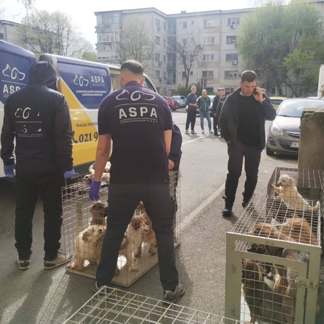 NEWS.ro: Bucureşti – 25 de câini care erau ţinuţi într-un apartament, în condiţii mizere, fără hrană şi apă suficiente, dar şi fără tratamente medicale, preluaţi de ASPA / Câinii au între 10 luni şi 15 ani şi suferă de diferite afecţiuni - FOTO