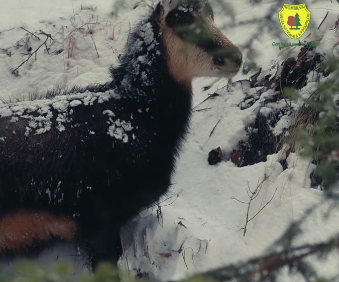NEWS.ro: Capre negre, surprinse în imagini în timp ce se hrănesc în Parcul Naţional Piatra Craiului – VIDEO